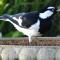 Austiny Bed and Breakfast Victor Harbor
