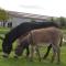 Holiday Home Koolhof