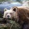 Lazy Bear