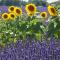 Les rosiers