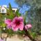 Beach villa Gladiolus