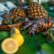Migrator Intertidal Homestay