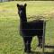 Raynella Alpaca Farmstay - Gruyere