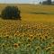 Gite les Fleurs