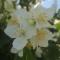 Les Mesanges photo 11
