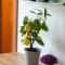 Libar Studio Apartments