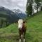 Zauneralm