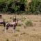 The Ranch House at African Safari Lodge