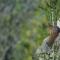 Treehut, nature, birds, silence and fjord - Samlanes