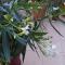 Nezignan paradisio photo 8