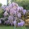 Le Jardin des Selves