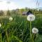 Holiday Home Srednja vas