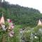 Borjomi Central Park Apartment