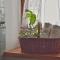Apartma 10th Mountain, Bovec
