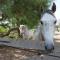 Gîtes Equestres Lou Caloun - Les Saintes Maries de la Mer - Saintes-Maries-de-la-Mer