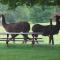 Maple Hill Farm Inn