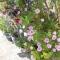 Moradias Ode