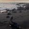 Black Beach House