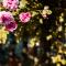 Bed & Breakfast Unter den Linden