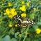 The Yellow Butterfly
