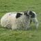 Lake District romantic get away in 1 acre gardens off M6