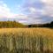Domek Drewniany - Nowa Wola