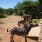 Giraffe plains