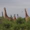Giraffe plains