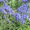 The Bluebell Guest House