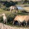 De Duinlopers- appt Zilt Zand- Strand, duinen en nabij cultuur steden - Castricum