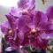Pousada das Orquideas de Jau