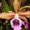 Pousada das Orquideas de Jau