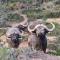 Indalu Game Reserve