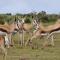 Indalu Game Reserve - Boggomsbaai