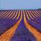 Chambres entre Ventoux et luberon photo 23