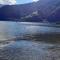 Wildente am See