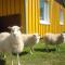 Hænuvík Cottages