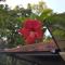 Siriniwasa Luxury Villa with Private Pool