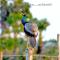 Cocolagoon eco Resort Nilaveli