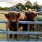 Straw House Farm - STANTHORPE