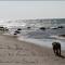 DDR Villa Sachsenruh direkt am Strand - Dranske