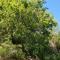 Cabane dans les arbres "La Kaz aux Cigales" - Cuers