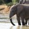 Elephants Footprint Lodge