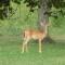 Historic cabin off I-77, views, antiques, Wi-fi, wonderful experience for 2!