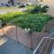 Green House Apartments