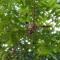 Dambulla Tree House