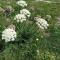 Achillea Alpina Cervinia apartment Vda Vacanze in Vetta CIR 0249