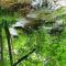 Green Eden
