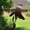 Le petit pressoir photo 23