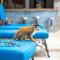 Hotel Villas Lirio